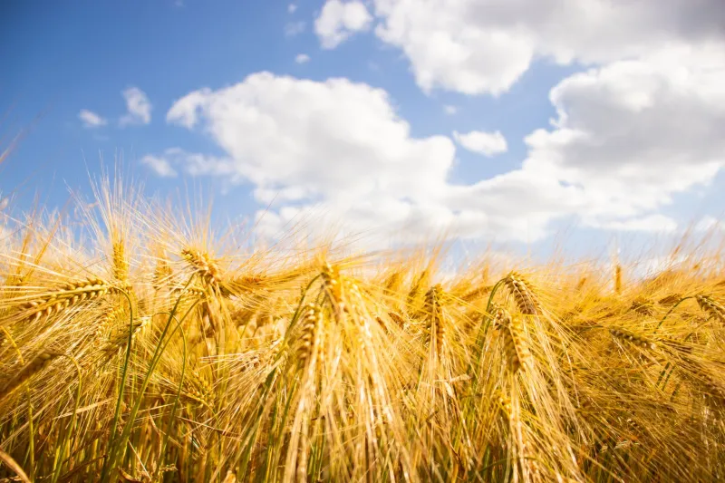 Before the Hop Craze: Why Craft Brewers Are Digging Up Ancient Grains to Rewrite What Beer Can Be