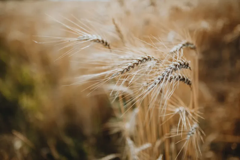Dirt, Grain, and Good Beer: How American Breweries Are Getting Serious About Hyperlocal Ingredients